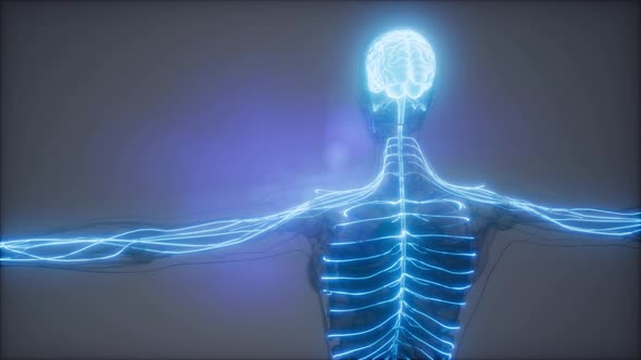 Human Brain Radiology Exam alt