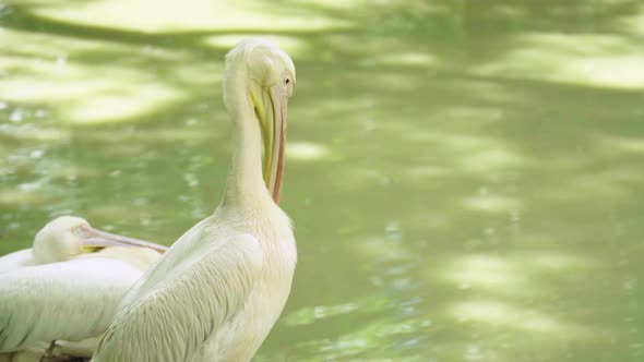 Pelican on the Lake. Close-up.