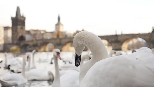 Shallow DOF Cygnus near Charles bridge in Czech Republic capital Prague slow motion 1920X1080 HD foo