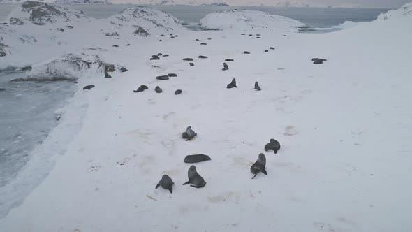 Antarctica Fur Seal Colony Zoom Out Aerial View