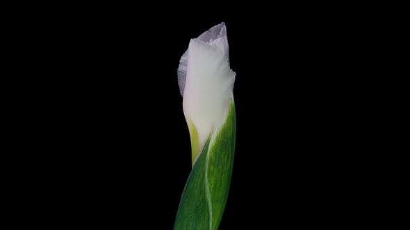 Time Lapse of Flowering White Iris on a Black Background Beautiful White Flower Video 