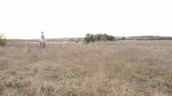 Lonely Horse in the Field During the Day