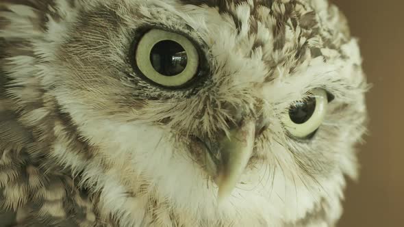 EXTREME CLOSE UP, Burrowing owl watching something off camera