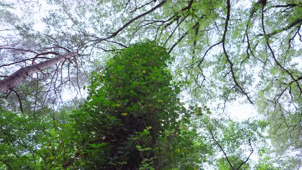 Video of Trees and a Sky