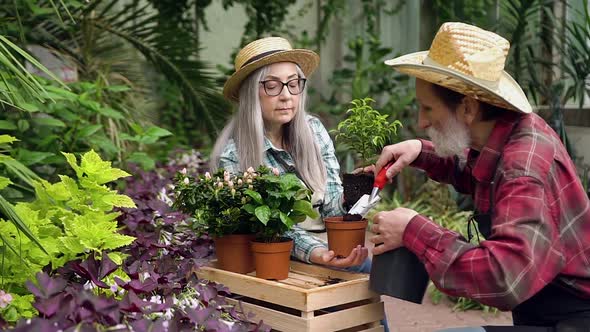 Elderly Couple Transplanting Seedling of Ficus Into Pot in Own Greenhouse