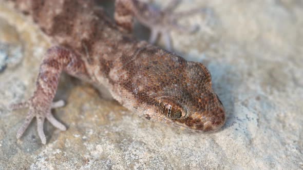 Close Up Cute Small Evenfingered Gecko or Alsophylax Pipiens