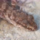 Close Up Cute Small Evenfingered Gecko or Alsophylax Pipiens - VideoHive Item for Sale