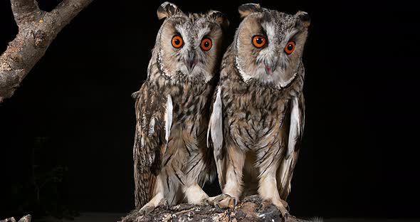 Long Eared Owl, asio otus, Adults, Pair, Normandy in France, Real Time 4K