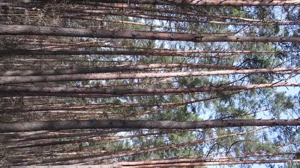 Vertical Video of Beautiful Forest Landscape