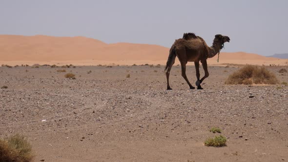 Herd dromedary camels passing by 