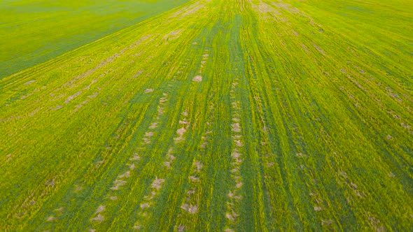 Beautiful Panoramic View From a Drone on Agricultural Plantations Fields