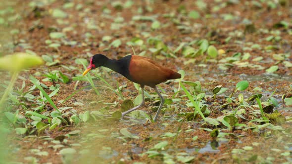 Striking marsh bird, wattled jacana standing on quagmire surrounded by peat vegetations, slowly and