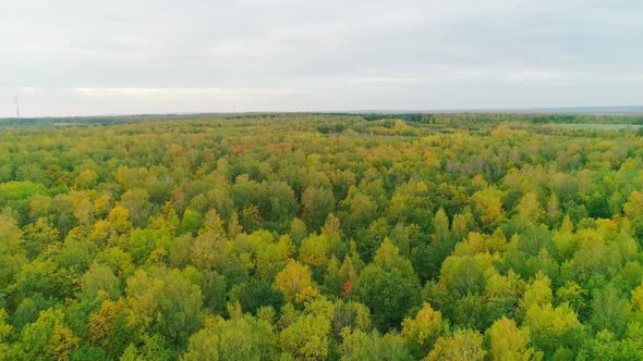 Aerial Video of Autumn Forest in the Evening