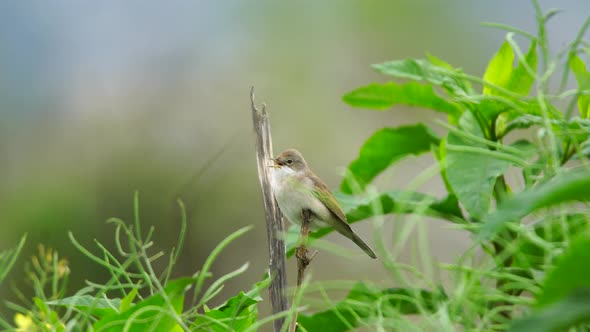 Common Whitethroat