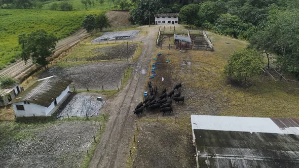 herding bulls to the green fields in a production facility at the Ecuadorian coast of Santo Domingo.