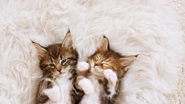 Grey Striped Kittens Wakes Up and Stretches