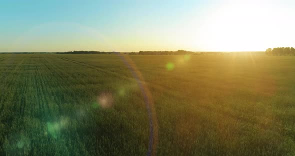 Low Altitude Flight Above Rural Summer Field with Endless Yellow Landscape at Summer Sunny Evening