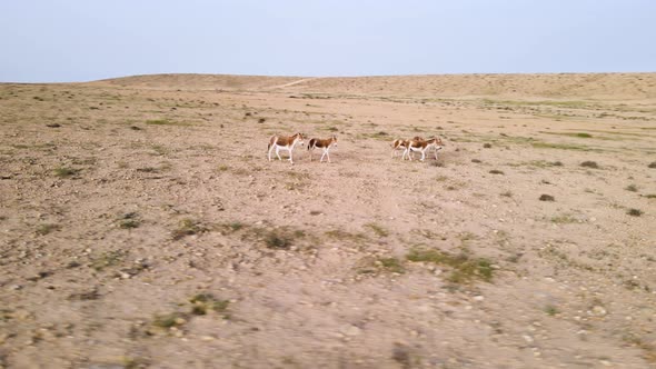 Drone orbit around of a group of wild donkeys or asses in the desert on a sunny day with blue sky. L