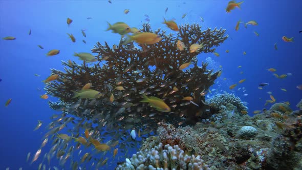 Tropical Coral Reef Glassfish