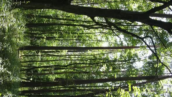 Vertical Video of Green Forest By Day