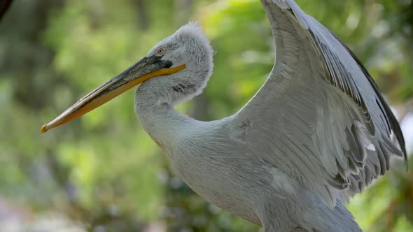 Pelican in Its Grace. The Bird Is Waving Its Wings and Cleaning Feathers at Its Chest with Its Nib. 