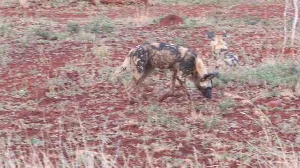 Collared African wild dogs, Lycaon pictus feed off scraps of a kill in winter at Zimanga in the KwaZ