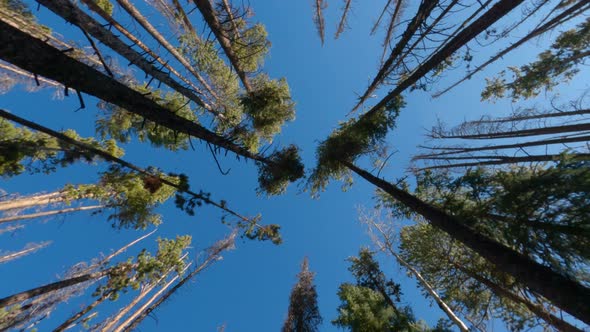 Looking up at the tall trees while hiking through the forest