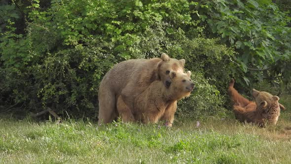 Wild Bears Mating in Natural Habitat Among The Trees In The Forest