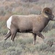 Big Horn Sheep ram walking through the sage brush in Wyoming - VideoHive Item for Sale