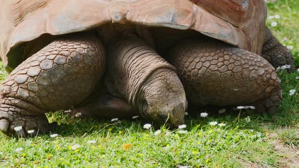 Aldabra Giant Tortoise Eating