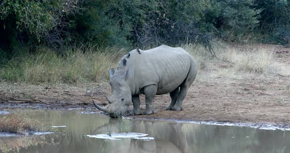 White rhinoceros Pilanesberg, South Africa safari wildlife