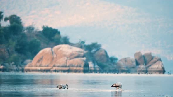 Flamingos on the Lake