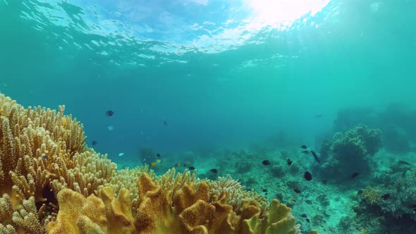 Coral Reef and Tropical Fish. Bohol, Philippines.