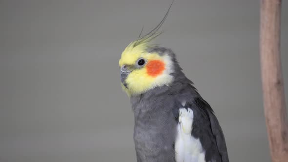 Side View Of Cockatiel Bird Looking In The Distance. - close up