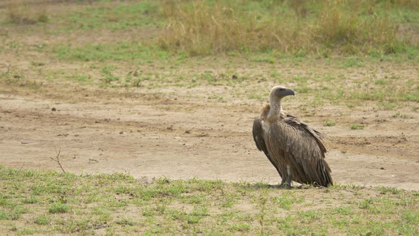 White-backed vulture on plains