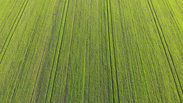 Aerial View of the Agricultural Green Field with Row Lines