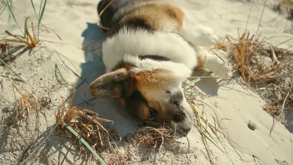 Closeup of Cute Funny Welsh Corgi Dog Lying on Sand on Sunny Beach with Blue Sky Background