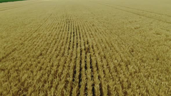 Drone Flying Over Beautiful Gold Wheat Field with Combine Harvesters Film Grain