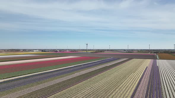 Tulip fields in The Netherlands 10 - North-Holland spring season - Stabilized droneview in 4k