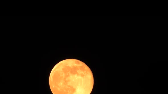 Orange Moon and Branches Timelapse