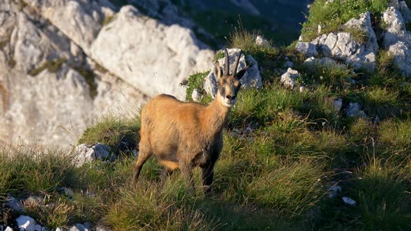 Chamois, Rupicapra Rupicapra, on the Rocky Hill of Romania Mountains