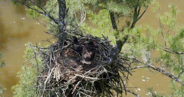 Looking down into a nest with two baby bald eagles and one gets up to poop over the side of the nest
