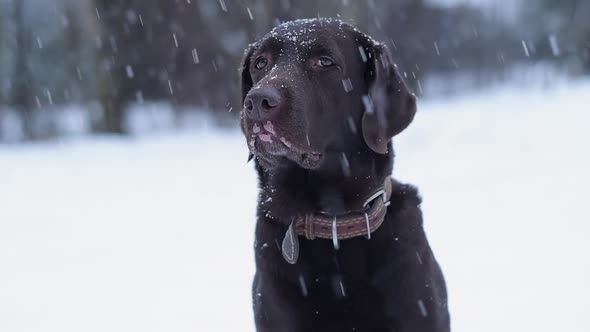Sad labrador with vitiligo on a snowy day.