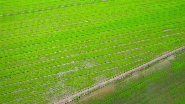 The sapling of the green rice plant. Video of fresh spring rice field