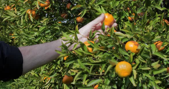 hand touching tangerine on tree