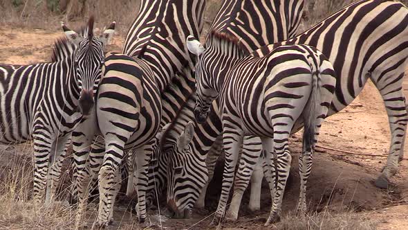 A herd of zebra crowd together to drink from a shallow pool of water during dry conditions in Africa