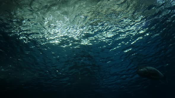 Underwater ocean waves with fish and sea life, aquatic blue exotic marine animals wildlife seascape