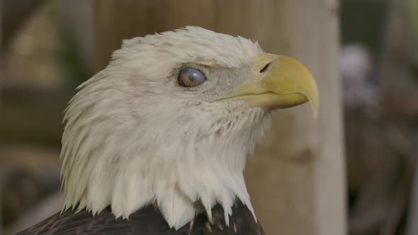 bald eagle super slow motion blink