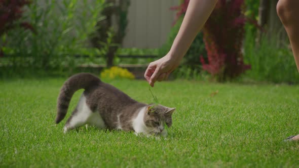 Close Up of a White Tabby Domestic Cat Hunter Gaze and Preparing to Attack in the Garden