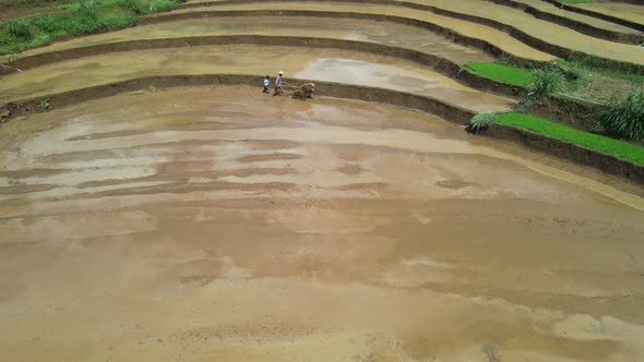 Farmer cultivating rice field in Gunung Kidul Indonesia. Rice production. Agriculture Concept